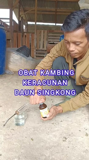 545K views · 5.1K reactions | Obat kembung untuk kambing domba | Ternak Tani Jaya | Facebook