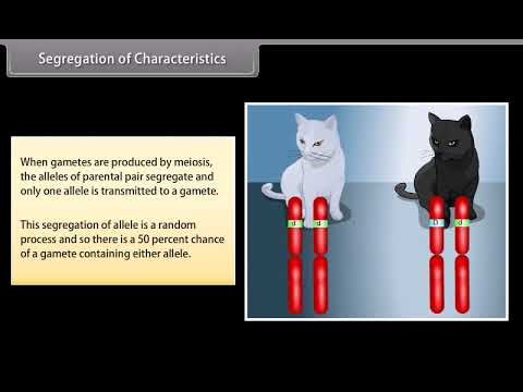 🔬 Principles of Inheritance and Variation I | Class 11 Biology