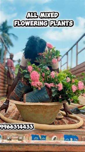 Flowering and Landscaping plants loading kadiyam to vizag