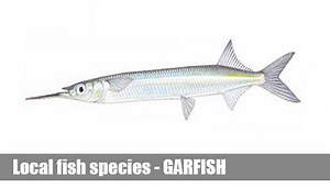 Garfish Fishing Guide Victoria | Local Species Information