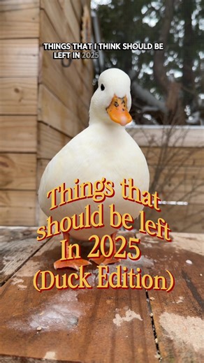 Understanding Duck Behavior: My Hot Takes