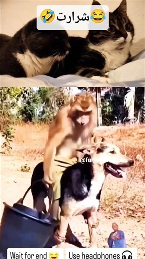 monkey V dog😂🐒🐶#lovesstory #animal#cute#rescue #pets#Love#duck#egg#animal