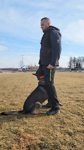 15K views · 410 reactions | Some focus Heeling | Shield-K9 Dog Training | Facebook