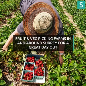 Fruit picking season has begun. Check out Surrey's best places to harvest the county's juciest fruits. | Surrey Live