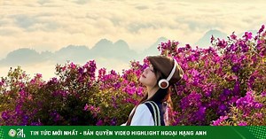 Choáng ngợp đồi sim tím trải dài vô tận