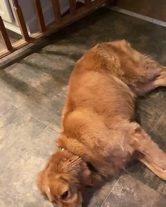 139K views · 9.4K reactions | This is what 5 hours of pool time will do for ya.  | Lucky Puppy | Facebook