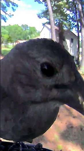 brown headed Cowbird