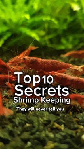54K views · 1K reactions | Top 10 Secrets of Shrimp Keeping They Never Told You Save it  #shrimphatchery #neocaridinashrimp #shrimpaquarium #shrimpbreeder #shrimpkeeping #shrimpbreeding #weeklychallenge #weekend #weekendvibes #aquarium #aquariumhobby #aquariumlife #fblifestyle | Shrimp Hatchery | Facebook