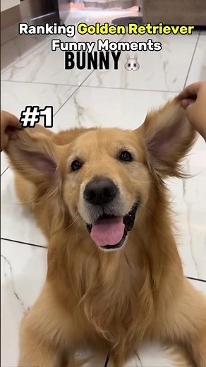 Top 5 Funniest Golden Retriever Moments That Will Melt Your Heart Part 2 #compilation