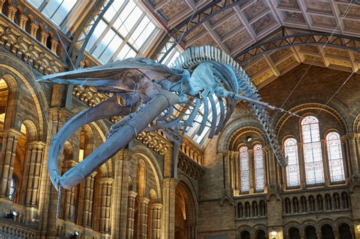 Natural History Museum named UK's most visited tourist attraction