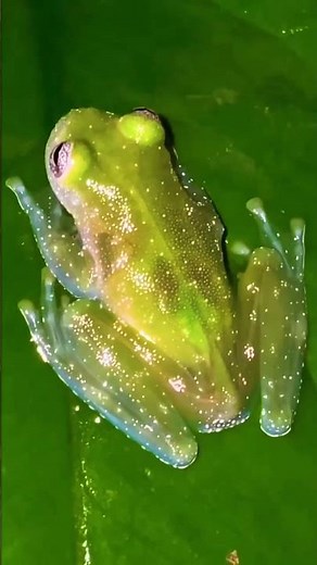 Inside the World of the Glass Frog #facts #didyouknow #mindblowingfacts