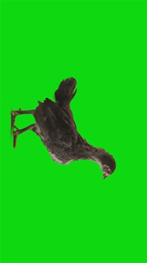 Funny Chicken Green Screen | Bird Chroma Key Video | Stock Footage HD