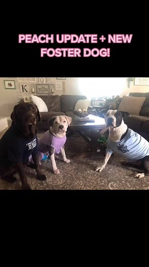 mays foster crew on TikTok