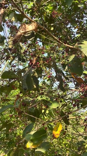 The Java plum tree is full of ripe fruit. Has anyone ever eaten them?