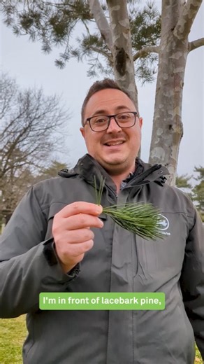 3.4K views · 59 reactions | All evergreens look the same...or do they? Our master arborist will teach you how to impress your friends and identify some of the stunning conifers you might be noticing this winter. Head to our link in bio to find New York City's greatest conifers in a park near you!  @wavehill | New York City Department of Parks & Recreation | Facebook
