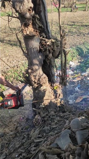 Tree Cutting Satisfying Video #shorts