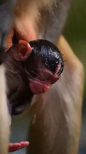 A New Life Begins 🐒 Newborn Monkey’s First Day in Nature#NewLife #WildlifeJourney #MonkeyBabyStory #NatureInspired | My Child, My Journey
