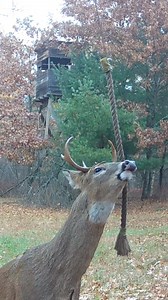 Why buy glandular scents or urines when you can get deer to do it for...