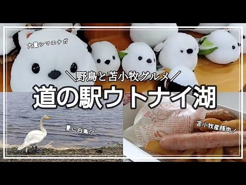 【北海道観光】夏でも白鳥に出会える道の駅ウトナイ湖／豊富なシマエナガグッズ／苫小牧グルメ養豚農家直営店とんちゃんの豚まん／野生鳥獣保護センターも面白い！