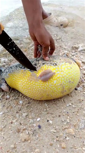 Traditional Pufferfish Cleaning Process | Fresh Catch Preparation