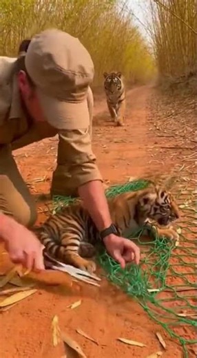 Tiger Cub Trapped as Tigress Closes In From the Dust