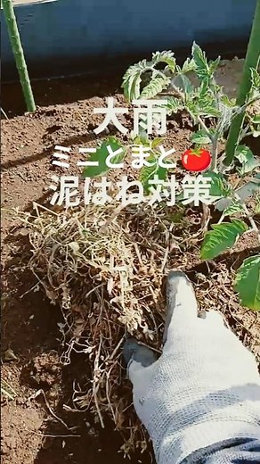 ミニトマト雨・風・暑さ・寒さに耐えています！家庭菜園