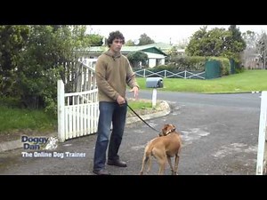 Training your dog to walk on leash