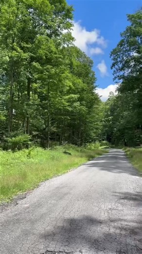 Plott hounds got it done today #plotthound #huntingdog #bearhuntwithhounds #bear #kuiu #outdoors #hunting #wilderness #hound #sitka #houndhunting