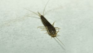 How to Get Rid of Silverfish in Apartment?