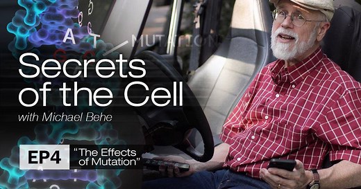 Biochemist and bestselling author Michael Behe explores the impact of mutations on evolution in Episode 4 of his series "Secrets of the Cell with Michael Behe." Do random mutations and natural selection provide an explanation for the development of new organisms and features in the history of life? Behe is Professor of Biological Sciences at Lehigh University in Pennsylvania and a Senior Fellow at Discovery Institute’s Center for Science and Culture. He received his Ph.D. in Biochemistry from th