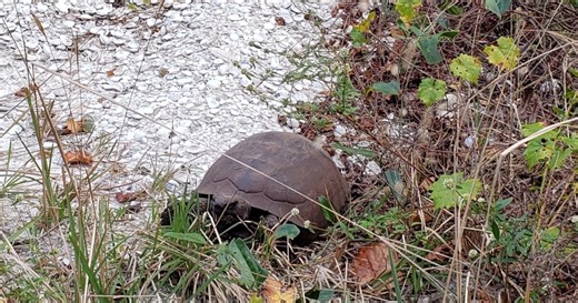 Some people claim gopher tortoise burrows are in danger at Englewood park