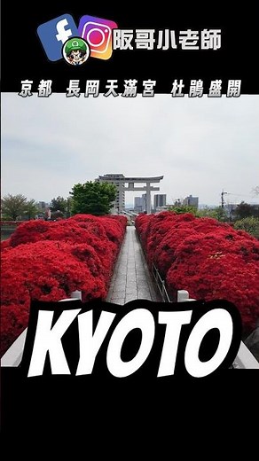 長岡京最強花季到來！！ #旅行 #京都自由行究極攻略