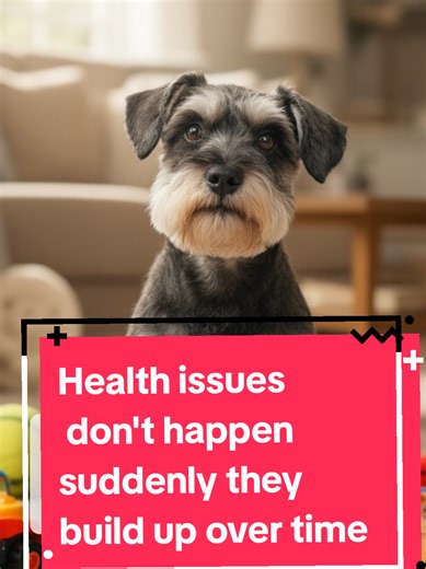 Many health changes in miniature schnauzers develop slowly and quietly, which is why they’re often identified later rather than during obvious moments. #MiniatureSchnauzer #DogHealthAwareness #SchnauzerHealth #PetEducation #DogWellness