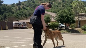 Training and other activities | National Disaster Search Dog Foundation | Facebook