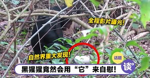 黑猩猩使用“飞机杯”爽歪歪，研究员震惊了！色色过程全被研究员拍下！