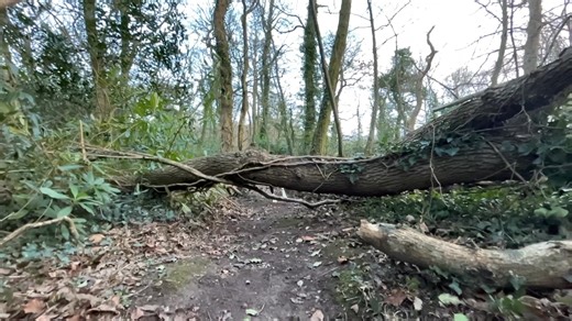 Have a slo mo vid of Dave jumping a big branch! Send in your Dogs On Logs now winter is here! | Given a Dog a Home - Success Stories