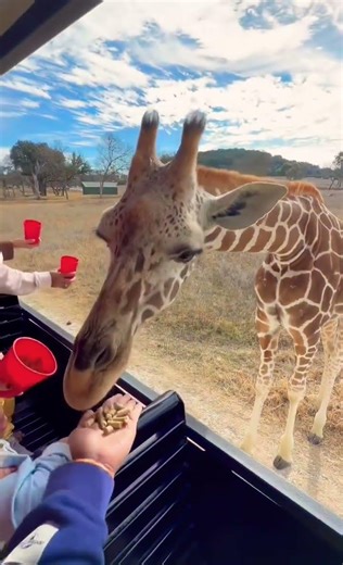Feeding giraffe is an amazing experience! Love it! #savewildlife #kindness #safari #fyp #africa