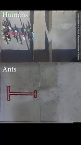 🐜Ants Vs Humans!🧠In this problem-solving experiment, ant brains are pitted against human minds to find out: which group can get this T-shape object through the maze first? Place your bets in the comments below!!⬇️⁠ ⁠ ⁠ ⁠ 🔗Get your copy of AQUILA’s Brain issue for more explorations into the mind!⁠ ⁠ ⁠ ⁠ 🎥@‌hashem.alghaili⁠ ⁠ ⁠ ⁠ ⁠ #AquilaMagazine #Aquila #Brains #Mind #Learning #Fun #Facts #FactsForKids #Experiment #Nature #Science | Aquila Children's Magazine