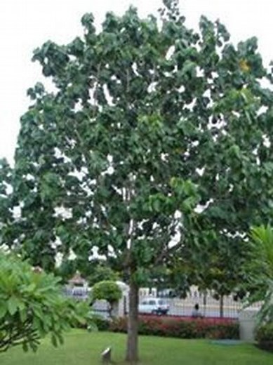 National Tree - Blue Mahoe