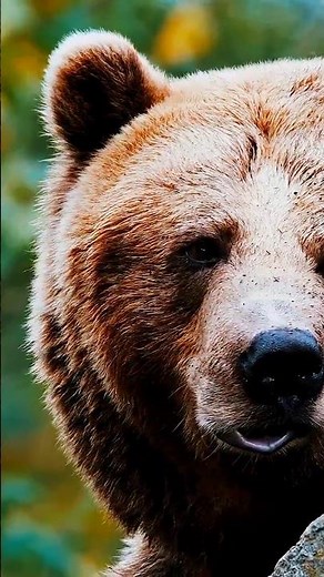 👉 6 Amazing Facts About the Russian Bear 🐻 | Russian Culture Explained