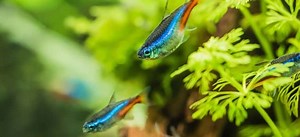 Understanding and Preventing Neon Tetra Diseases