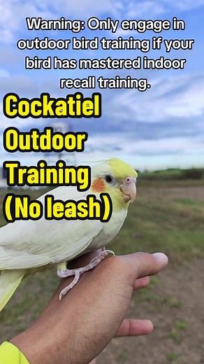 Cockatiel Outdoor Recall Training | #freeflight #training 🐦🪽 #cockatiel #cockatielsoftiktok #cockatiellife #cockatiels #tiel #cockatielbirds #cockatielbirds #birdtraining #recalltraining #freeflightbirds #freeflighttraining #fyp #birdroomph #uplandcavitefreeflight #unifiedflyersphilippines #ufpdasma #howto #bird #birds #birdsoftiktok #tamedbird #cockatieltraining