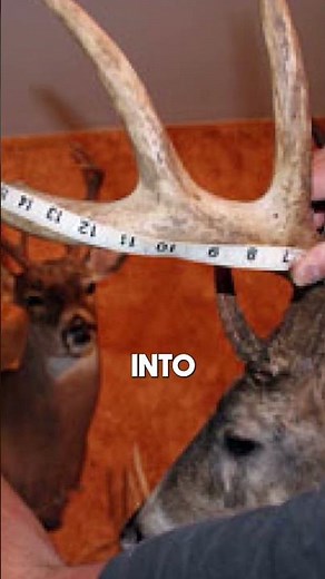 NEW PICTURE OF THE ROMPOLA BUCK DISCOVERED!!!