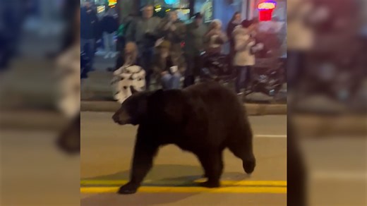 Paws-itively festive: Bear steals show at holiday parade