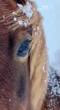 blizzard hits and a mini horse is still outside. #shorts #blizzard #horse