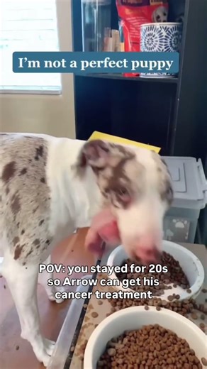 APDATE 🚨🚨🚨DONATE HELP #puppy #adoptstrays #adopteddog #donate #rescuedog #shelterdog