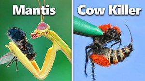 I built homes for exotic insects