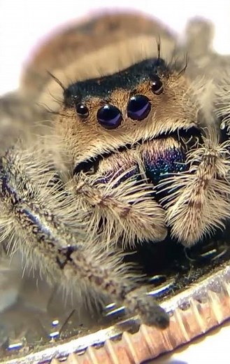 Cute Jumping Spider