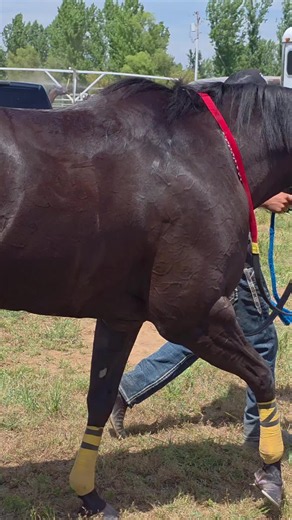 #usa🇺🇸 #carrerasdecaballos #horsetiktok #caballos #usa | horses tiktok