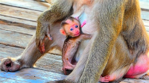So Tiny and Scared! Baby Monkey Clings to Mom 🐒🥺